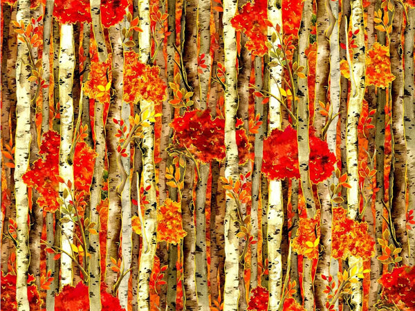 Fall Classic Birch Trees OA-597321 Orange