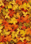 Fall Classic Leaves OA-597332 Brown