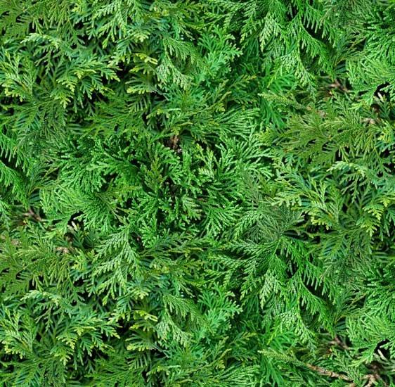 Landscape Medley-Cedar Branches 607 Green