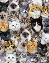 Packed Mixed Breeds Of Cats-Multi CAT-CD8417-MULTI