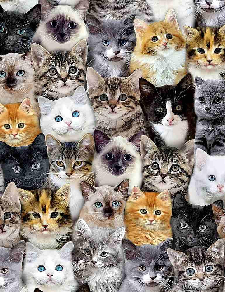 Packed Mixed Breeds Of Cats-Multi CAT-CD8417-MULTI