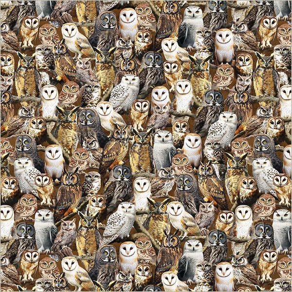 Wild Kingdom-Observant Owls Multi 55032D-1